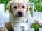 Игра PicPu Dog онлајн