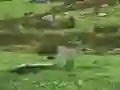 Игра Pigeons Hunting онлајн
