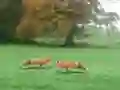 Игра Hunted Fox онлајн