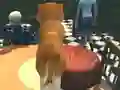 Игра Dog Simulator: Puppy Craft онлајн