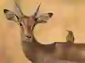 Игра Wild Deer Jigsaw онлајн