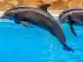 Игра Sea Dolphin Jigsaw онлајн