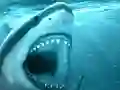 Игра Hungry Shark онлајн