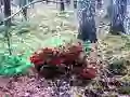 Игра Bernati Forest Adventure онлајн