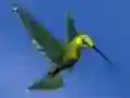 Игра Hummingbird House Escape онлајн