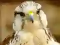 Игра Gyrfalcon Jigsaw онлајн