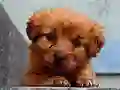 Игра Puppy Puzzle онлајн