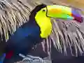 Игра Toucan Bird Jigsaw онлајн