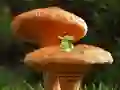 Игра Mushroom Plant Land Escape онлајн