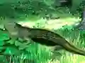 Игра Lizard Forest Escape онлајн