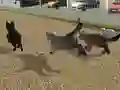 Игра Run Cat Cat Race онлајн