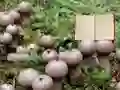 Игра Lycoperdon Mushroom Land Escape онлајн