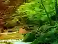 Игра Peaceful Rainbow Forest Escape онлајн
