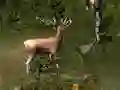 Игра Sniper Hunting Deadly Animal онлајн