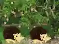 Игра Escape From Mango Farm онлајн