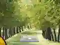 Игра Pair of Cat Escape онлајн