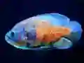 Игра Tiger Fish Jigsaw онлајн