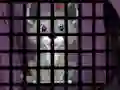 Игра Trapped Wolf Rescue онлајн