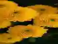 Игра Chrysanthemums Jigsaw онлајн