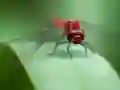 Игра Dragon Fly Jigsaw онлајн