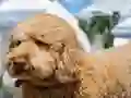 Игра Labradoodle Jigsaw онлајн