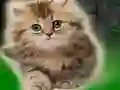 Игра Couple Kitten Escape онлајн