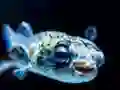 Игра Puffer Fish Jigsaw онлајн