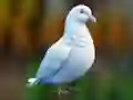 Игра Realistic Pigeon Rescue онлајн