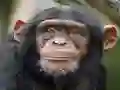 Игра Chimpanzee Jigsaw онлајн