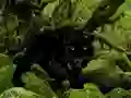 Игра Escape from Black Panther Forest онлајн