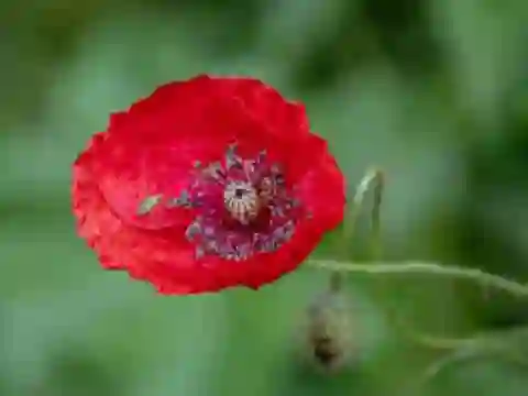 Игра Poppy Nature Flower Jigsaw онлајн