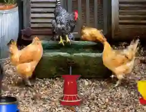 Игра Poultry Farm Easter Escape онлајн