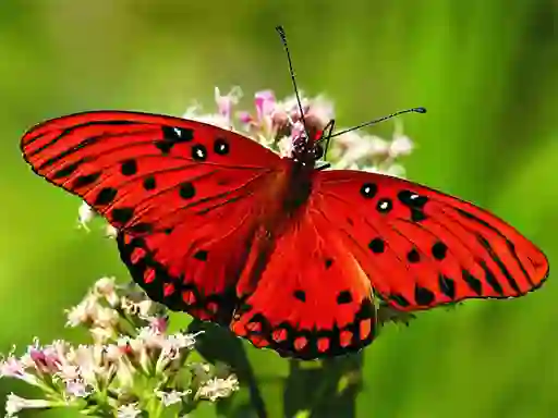 Игра Nature Jigsaw Puzzle Butterfly онлајн