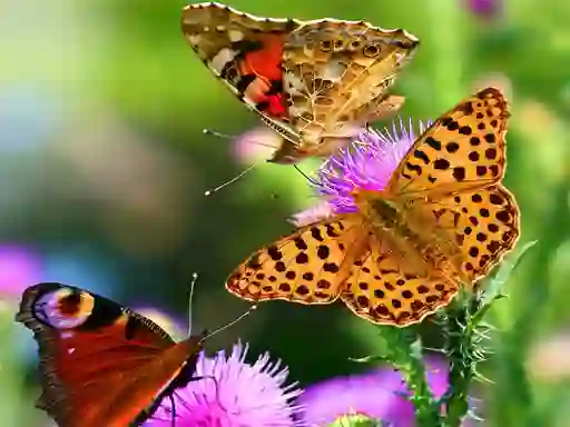 Игра Butterfly Slide онлајн