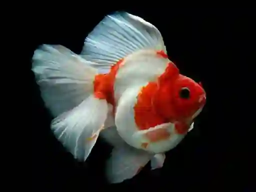 Игра Gold Fish Jigsaw Puzzle онлајн