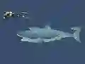 Игра Mad Shark онлајн