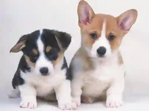 Игра Cute Puppies Puzzle онлајн