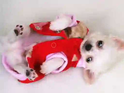 Игра Lovely Puppy Slide онлајн