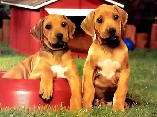 Игра Puppy Pairs Puzzle онлајн