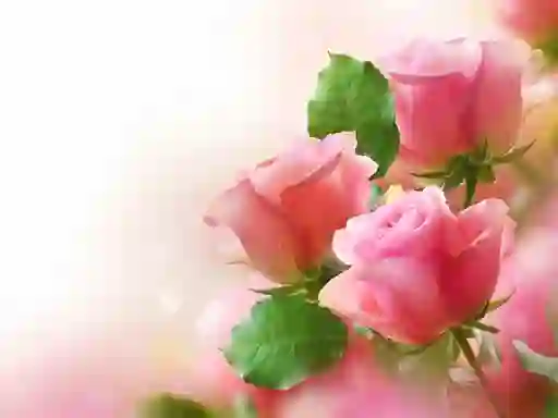 Игра Pink Roses онлајн