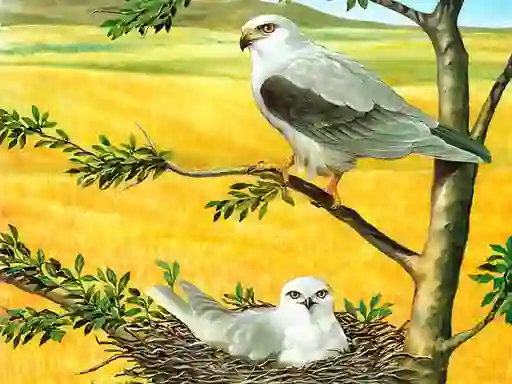 Игра Birds Of Prey Puzzle онлајн