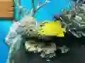 Игра Big fish eats small онлајн