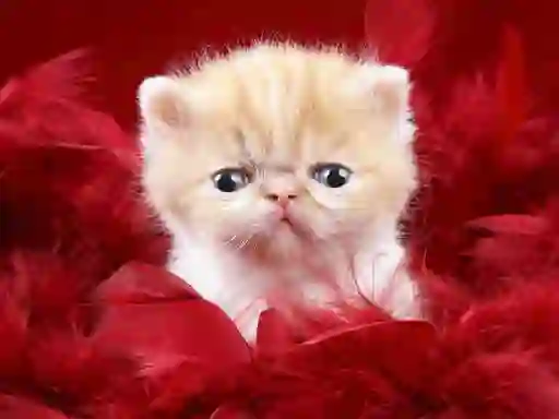 Игра Funny Kitty онлајн