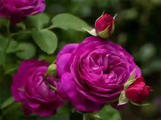 Игра Purple Roses онлајн