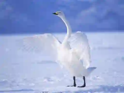 Игра Graceful Swans онлајн