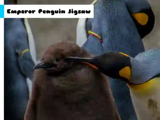 Игра Emperor Penguin Jigsaw онлајн