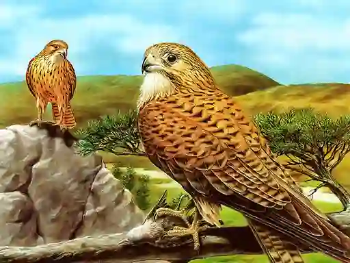 Игра Birds of Prey Slide онлајн