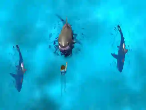 Игра Avoid the Sharks онлајн