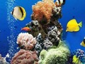 Игра Море подводна разлика  онлајн