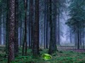 Игра Мистично зајдисонце во шумата  онлајн